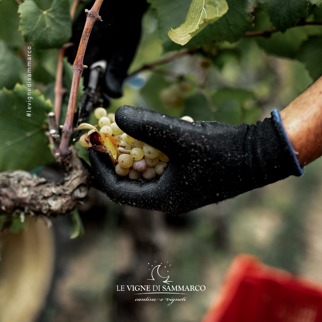 Nho Chardonnay được Le Vigne Di Sammarco thu hái tỉ mỉ