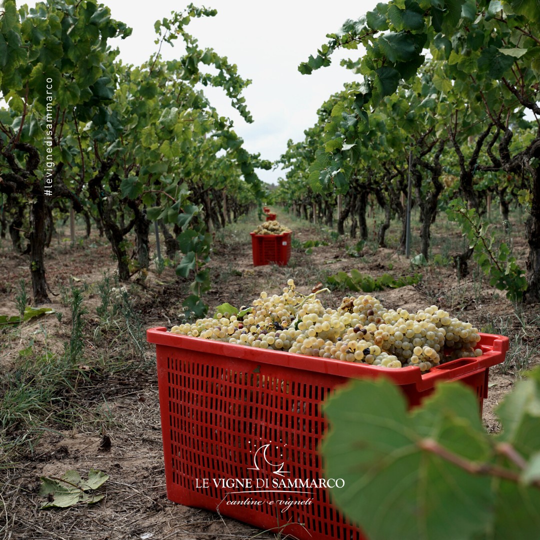 Vườn nho Malvasia Bianca của Le Vigne Di Sammarco