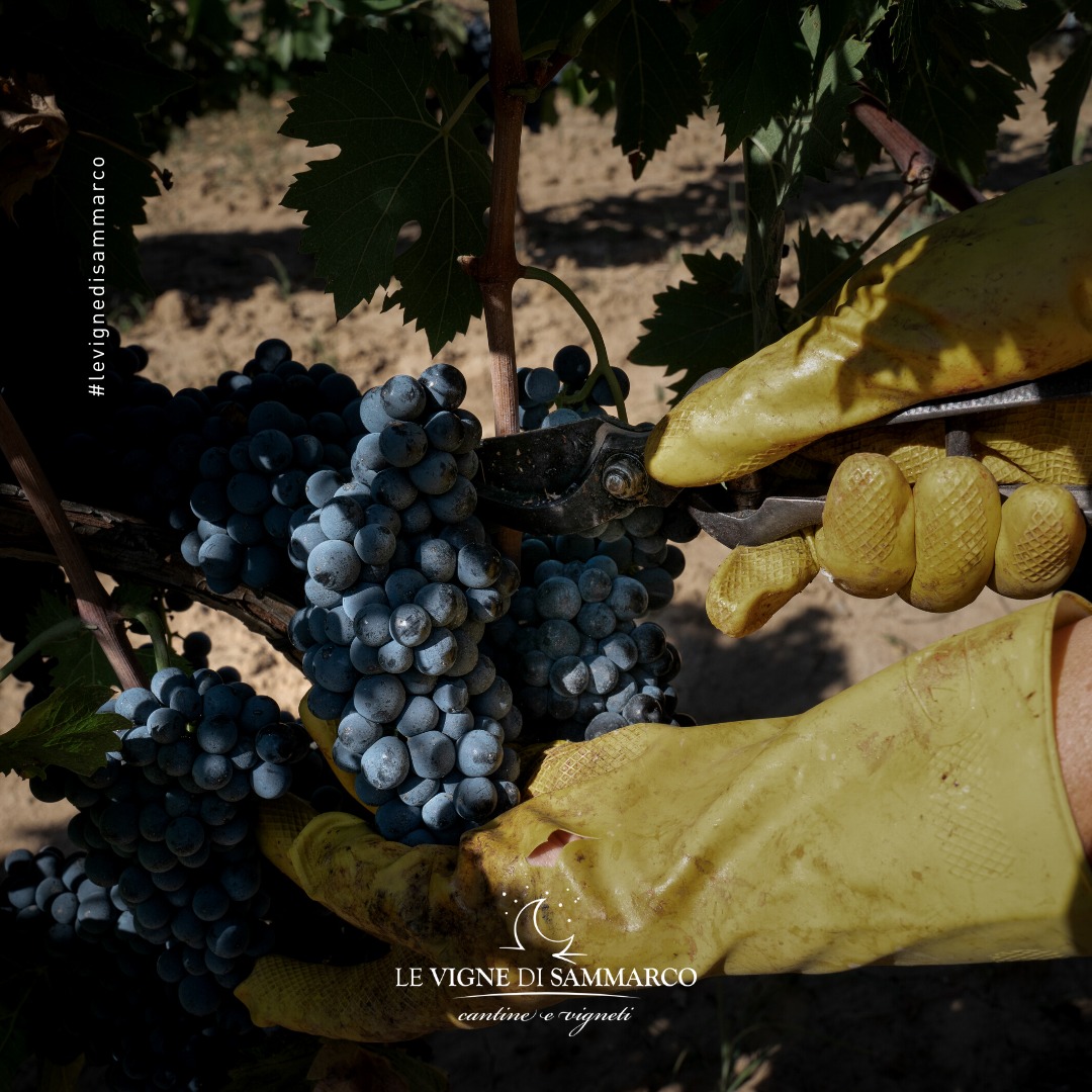 Nhà Sản Xuất Rượu Vang Le Vigne Di Sammarco