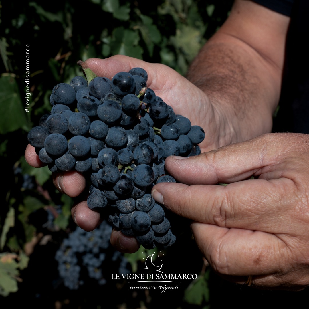 Quá Trình Chọn lọc nho của Le Vigne Di Sammarco