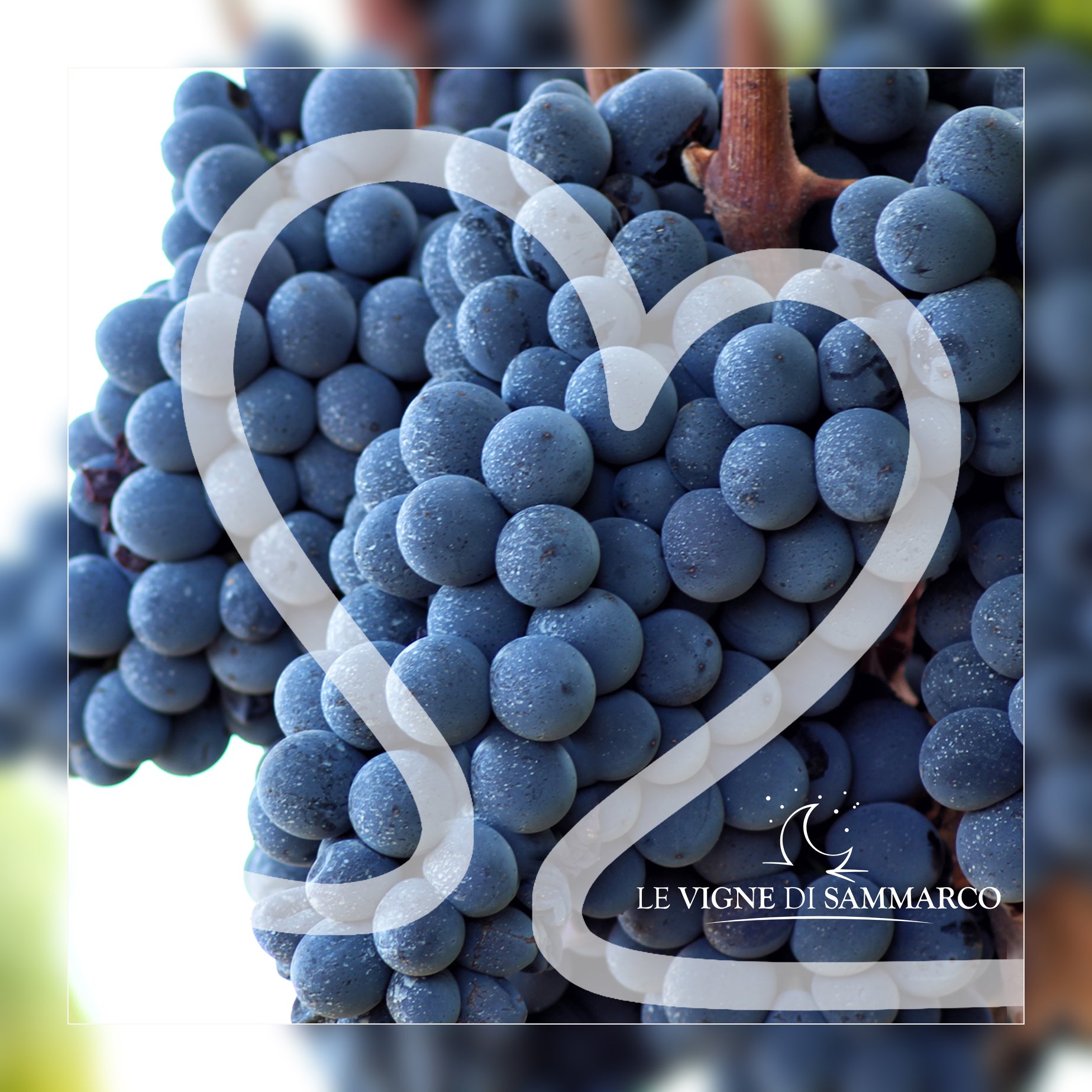 Giống Nho Primitivo