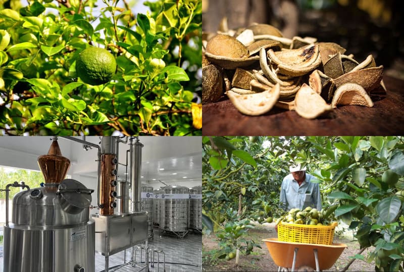 Blue Curacao là rượu gì? Top 5 công thức pha chế Blue Curacao 4 Quy trình sản xuất rượu Blue Curacao có nhiều điểm độc đáo