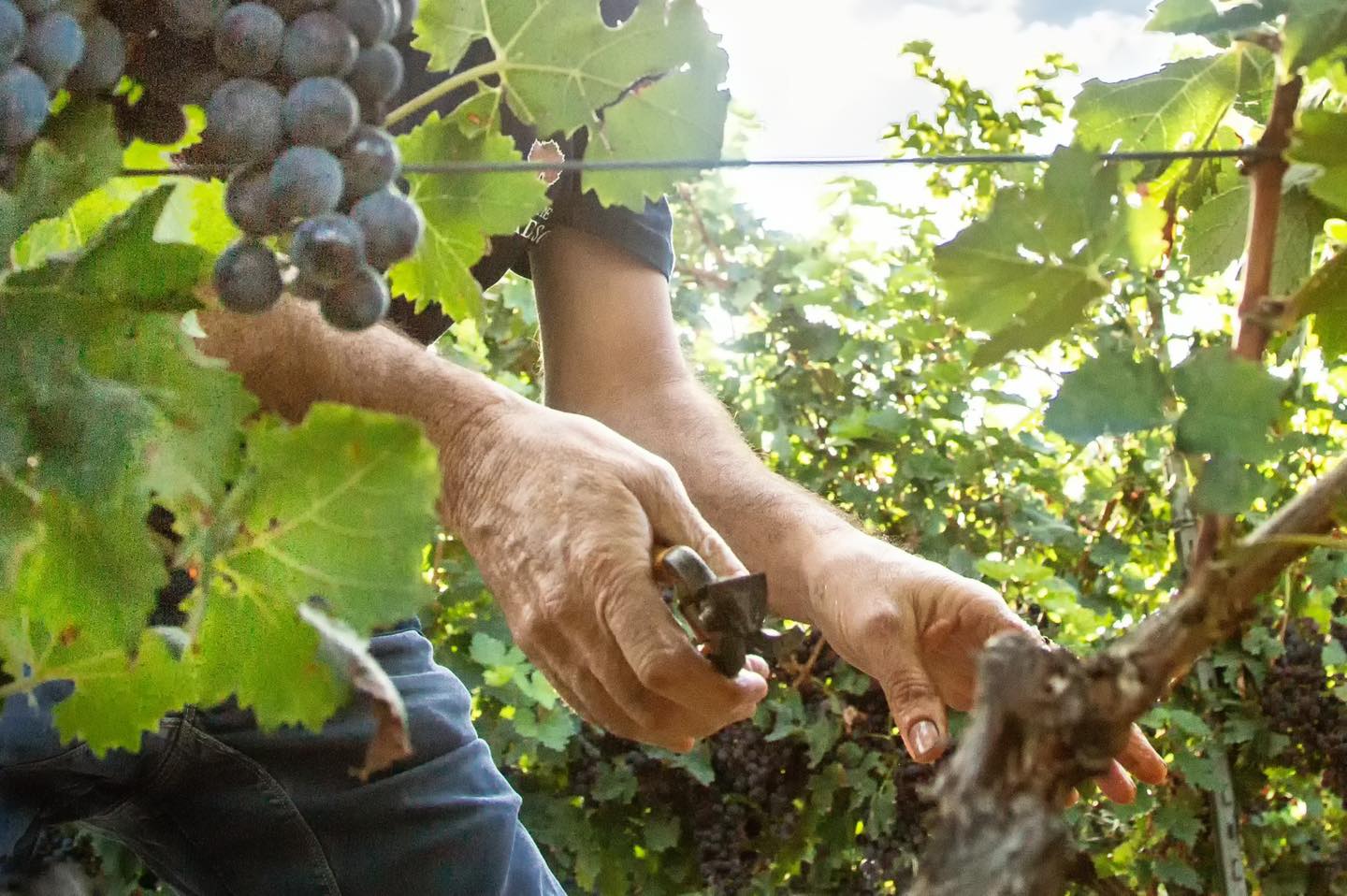 Nhà Sản Xuất Rượu Vang Paradiso