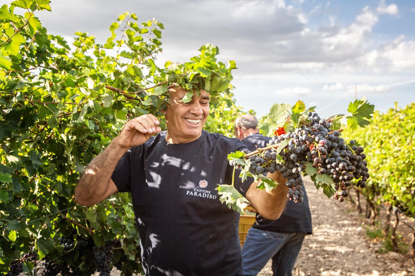 Nhà Sản Xuất rượu vang Paradiso