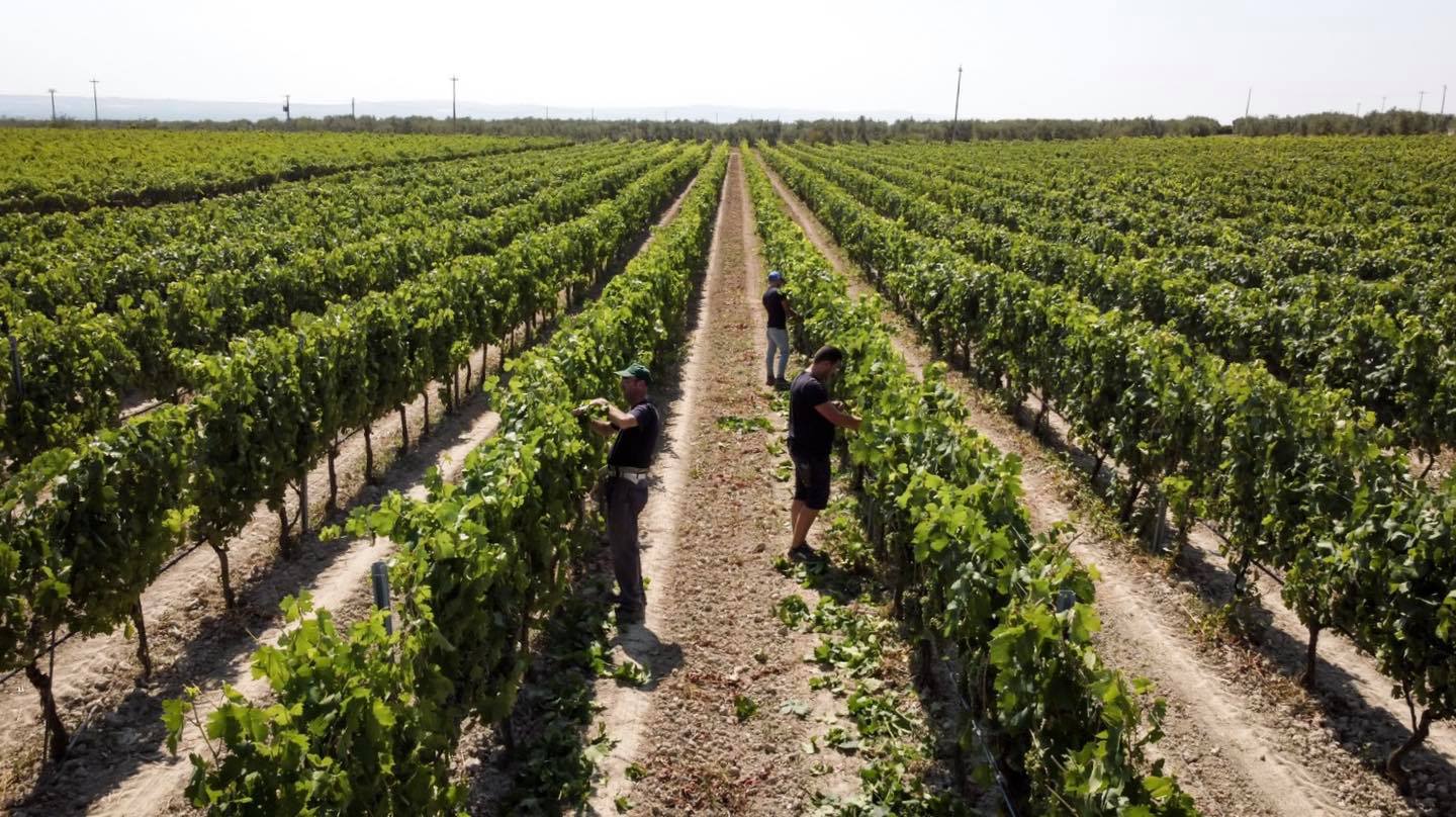 Rượu Vang Piana Nero Di Troia 1 Quá trình chăm sóc vườn nho Nero Di Troia của nhà Paradiso