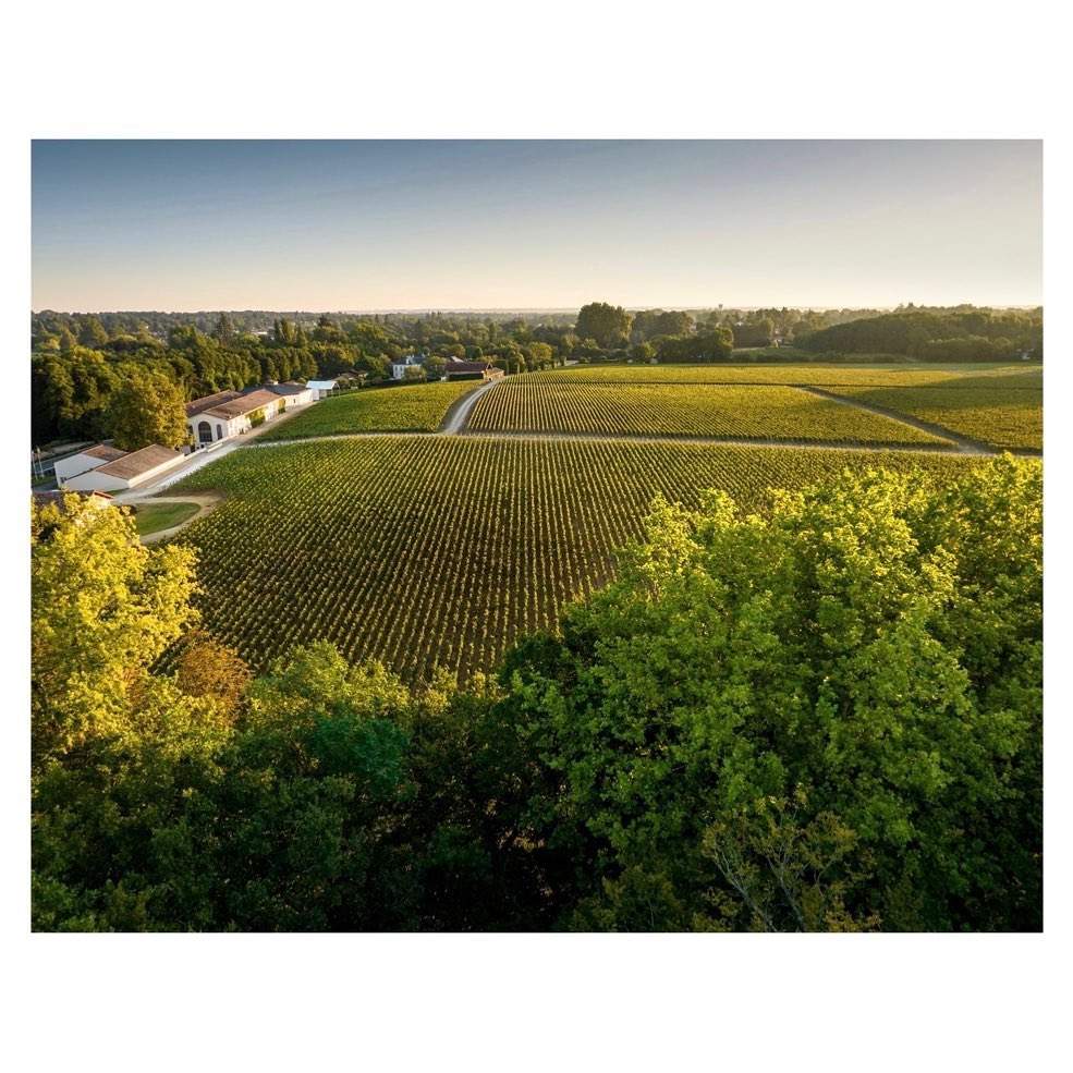 Vườn nho Château Malartic Lagravière