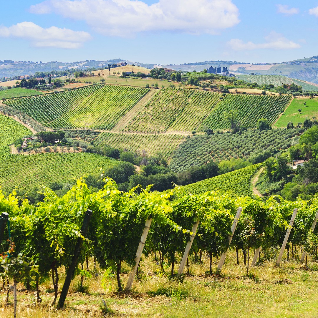 Vườn nho của nhà sản xuất rượu vang Velenosi